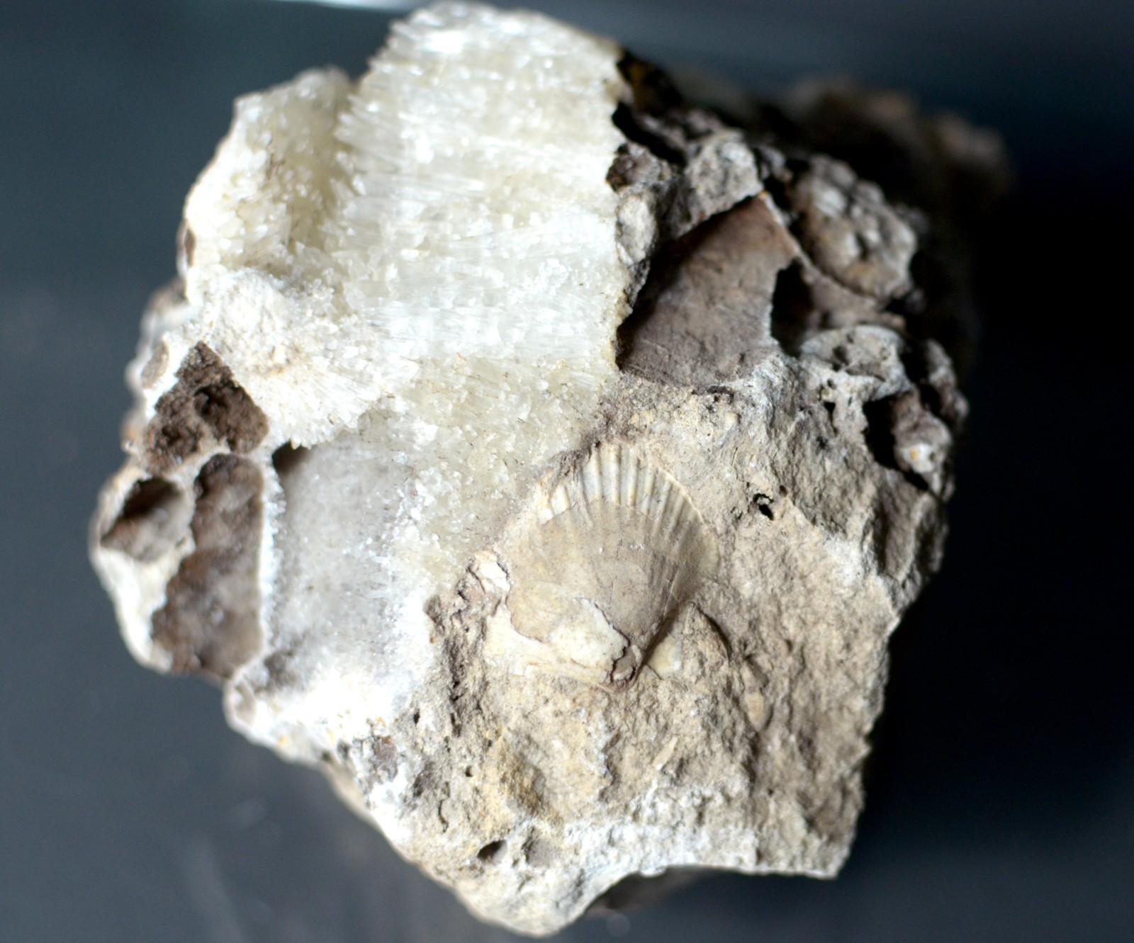 Fluorescent Aragonite Needle Spray in Fossil Matrix | Crystal River, Florida