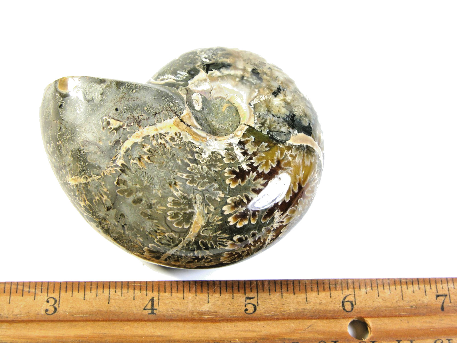 Ammonite fossil polished 3×2.5″ + showing suture &fire Madagascar ms55