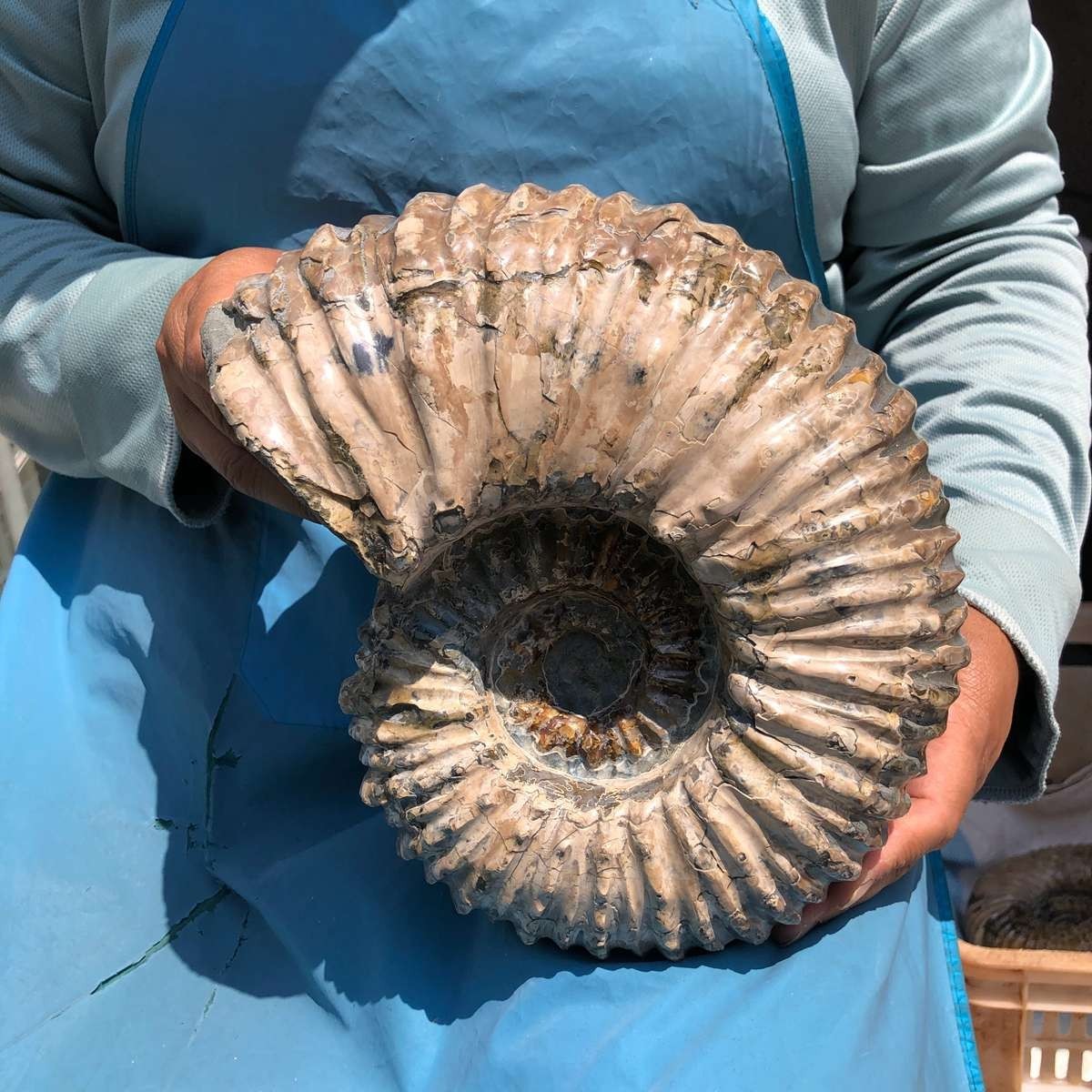 11.52LB Large Natural Beautiful Ammonite Fossil Conch Crystal Specimen Healing