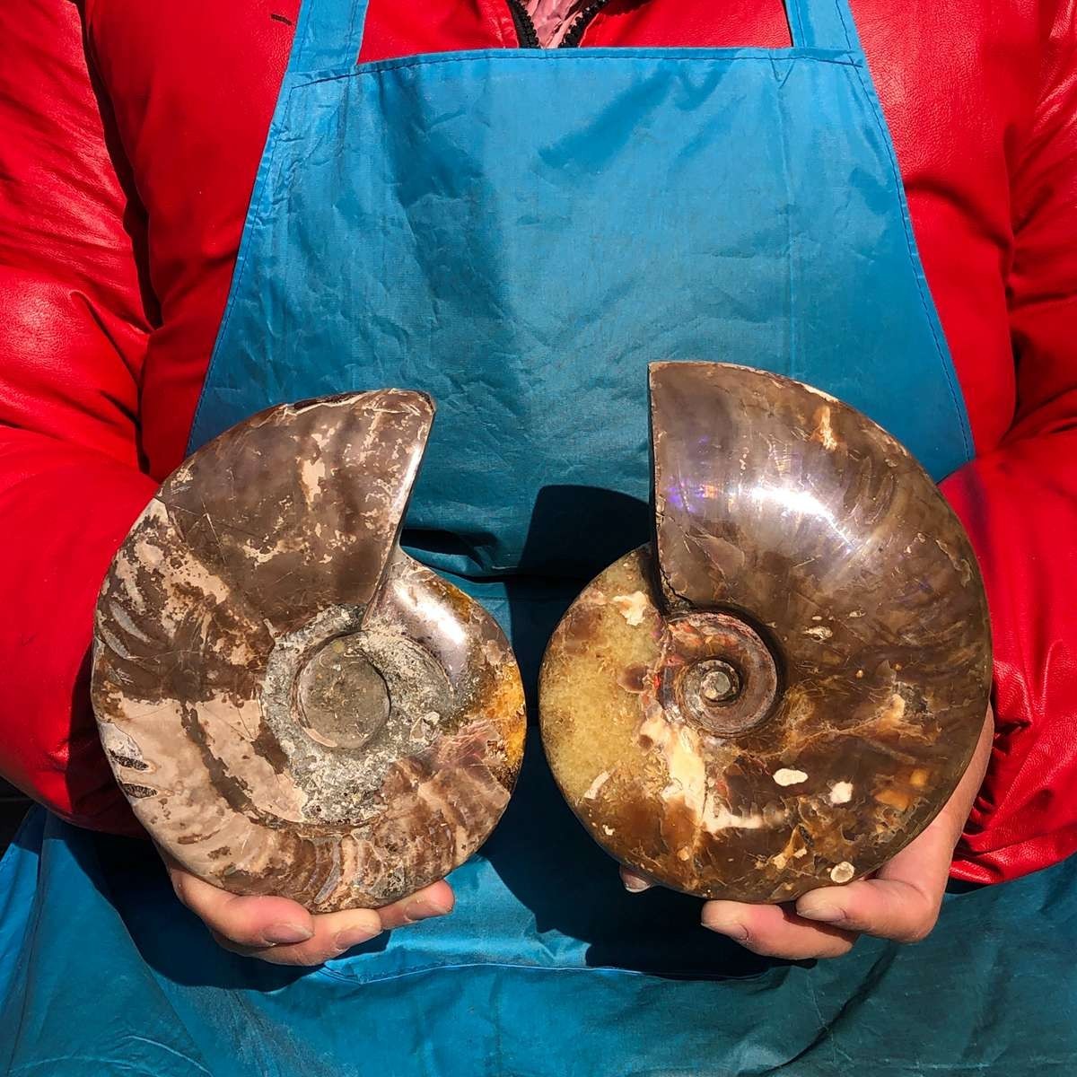 2pcs 3.65LB Natural Horn Screw Fossil Ammonite Conch Crystal Specimen Healing