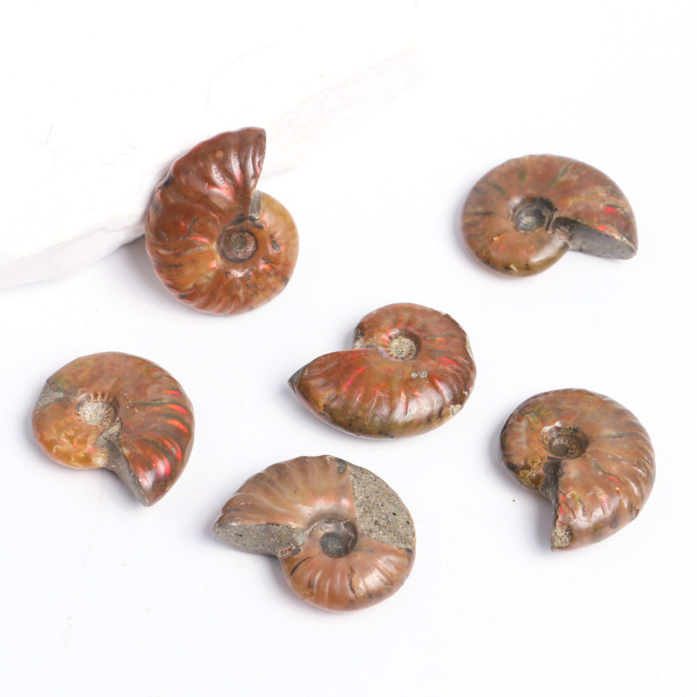 1pc 100% Natural Nautilus Ammonite Fossil Specimen Shell Healing Madagascar