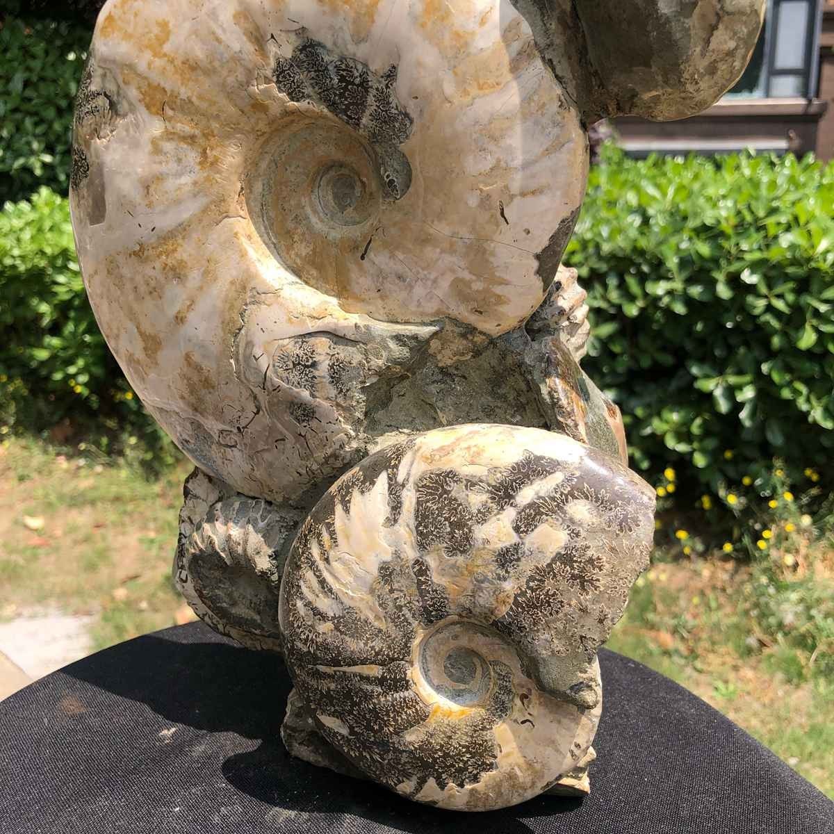 11.61LB Natural Multi Ammonite Cluster Fossil Specimen Healing Crystal Display