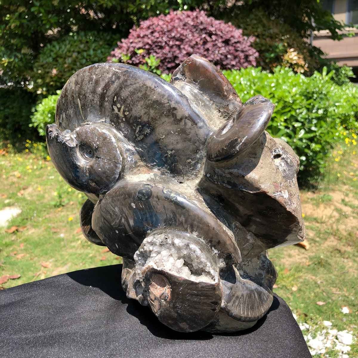 18.15LB Natural Beautiful Ammonite Fossil Conch Crystal Specimen Healing 5101