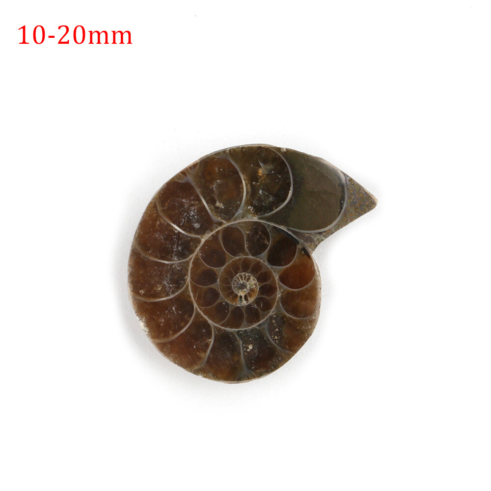 2pcs 10-20mm Half Cut Natural Ammonite Shell Fossil Specimen Madagascar Collect