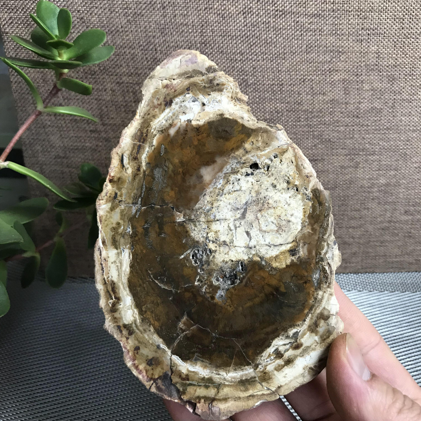 Top 148mm Natural Petrified Wood Crystal Rough Slice Madagascar 361g A1409