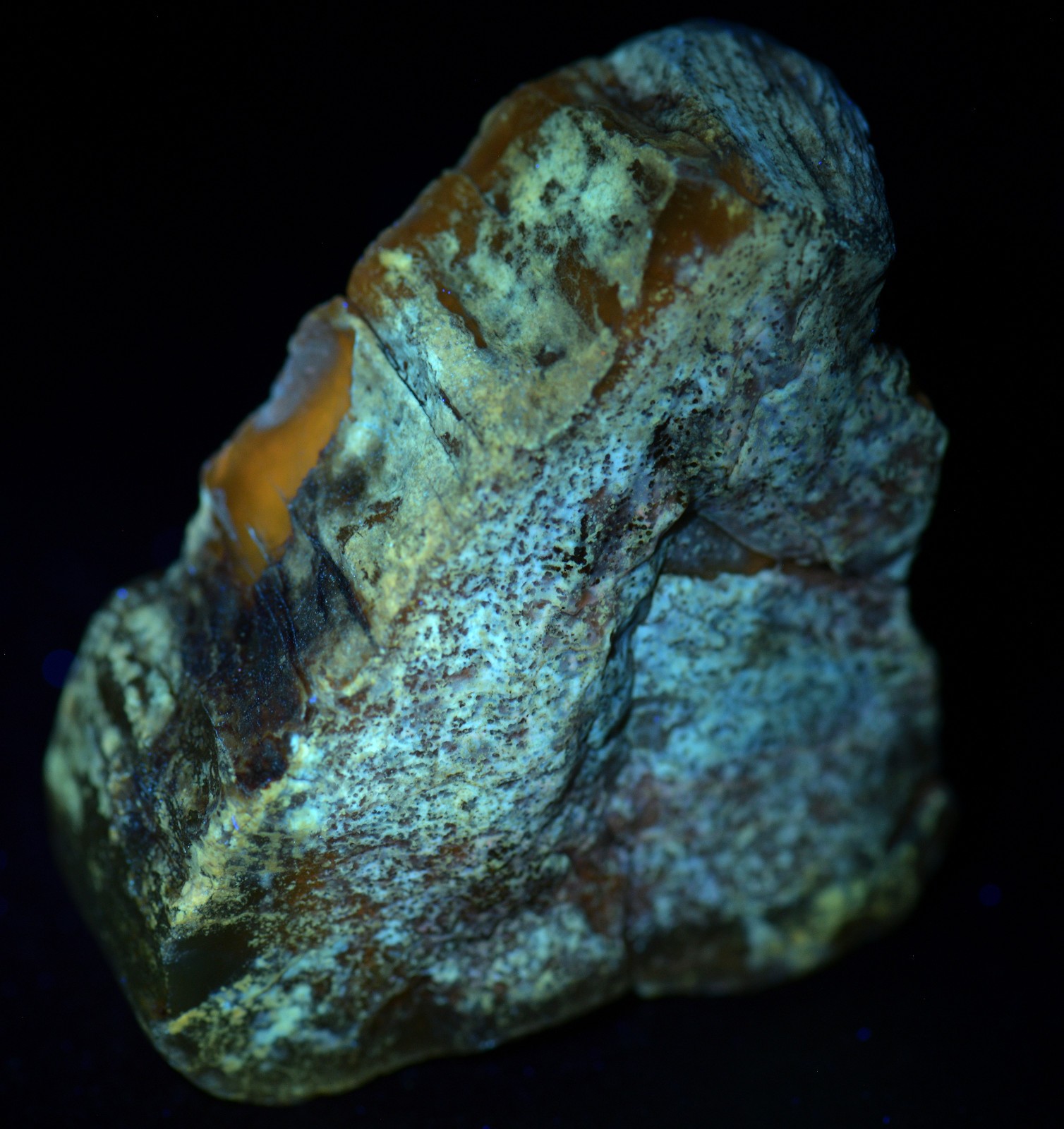 Petrified Wood, dual fluorescent. Wyoming. 120 grams.