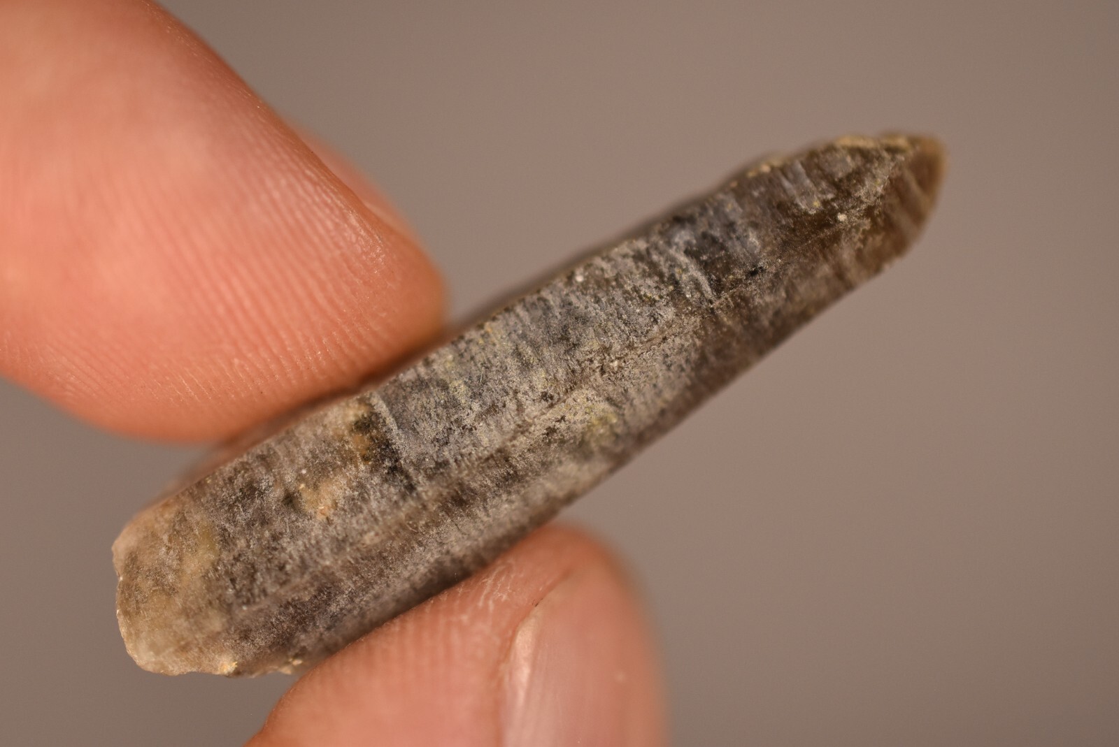 3 *AUSTRALIAN* SMOKEY QUARTZ 2-4cm 19g Natural Crystal Smoky New England NSW