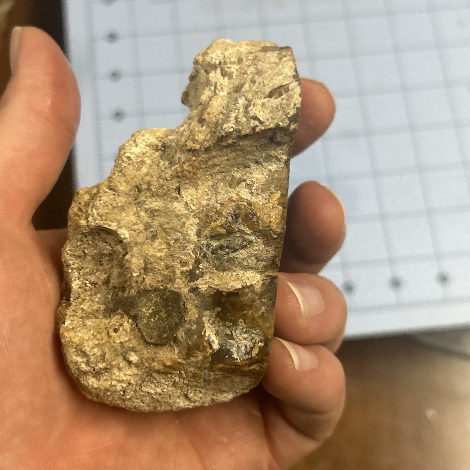 Unknown Petrified Wood End Cut. Total 11 Oz. Gorgeous Color