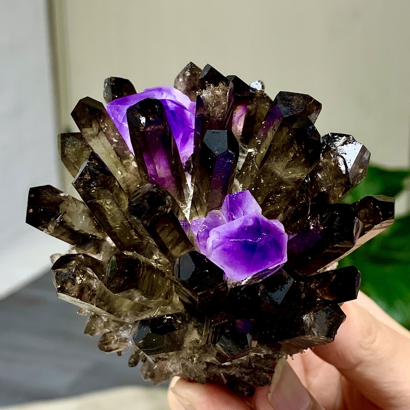 308G New Find black+purple Phantom Quartz Crystal Cluster Mineral Specimen