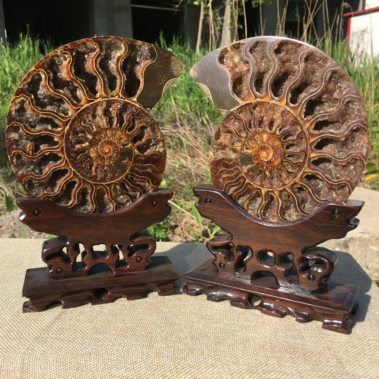 A Pair of Natural Ammonite Fossil Conch Crystal Specimen Healing+stand 2PC