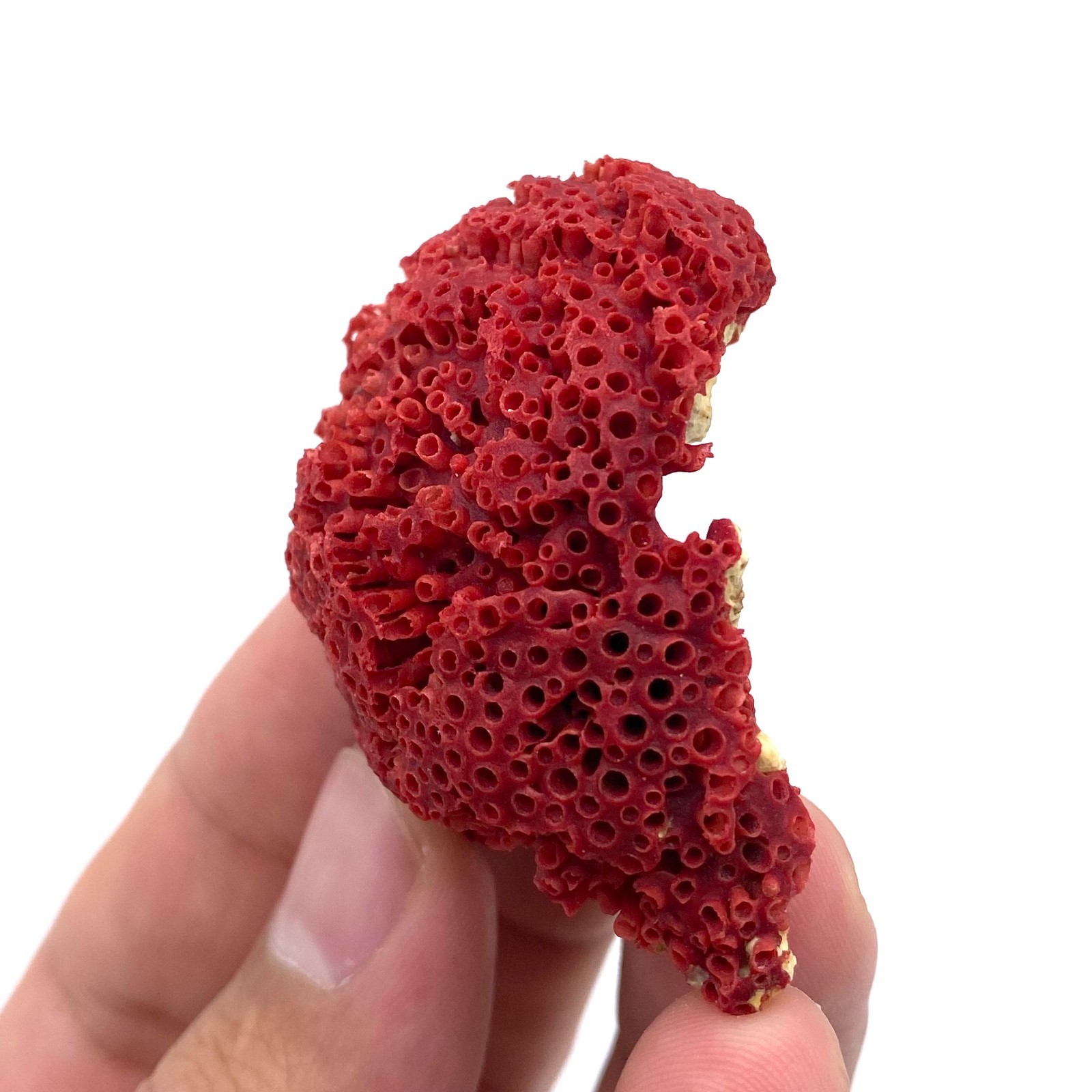 Natural Red Coral with Matrix , Mineral Specimen Collection, Italy