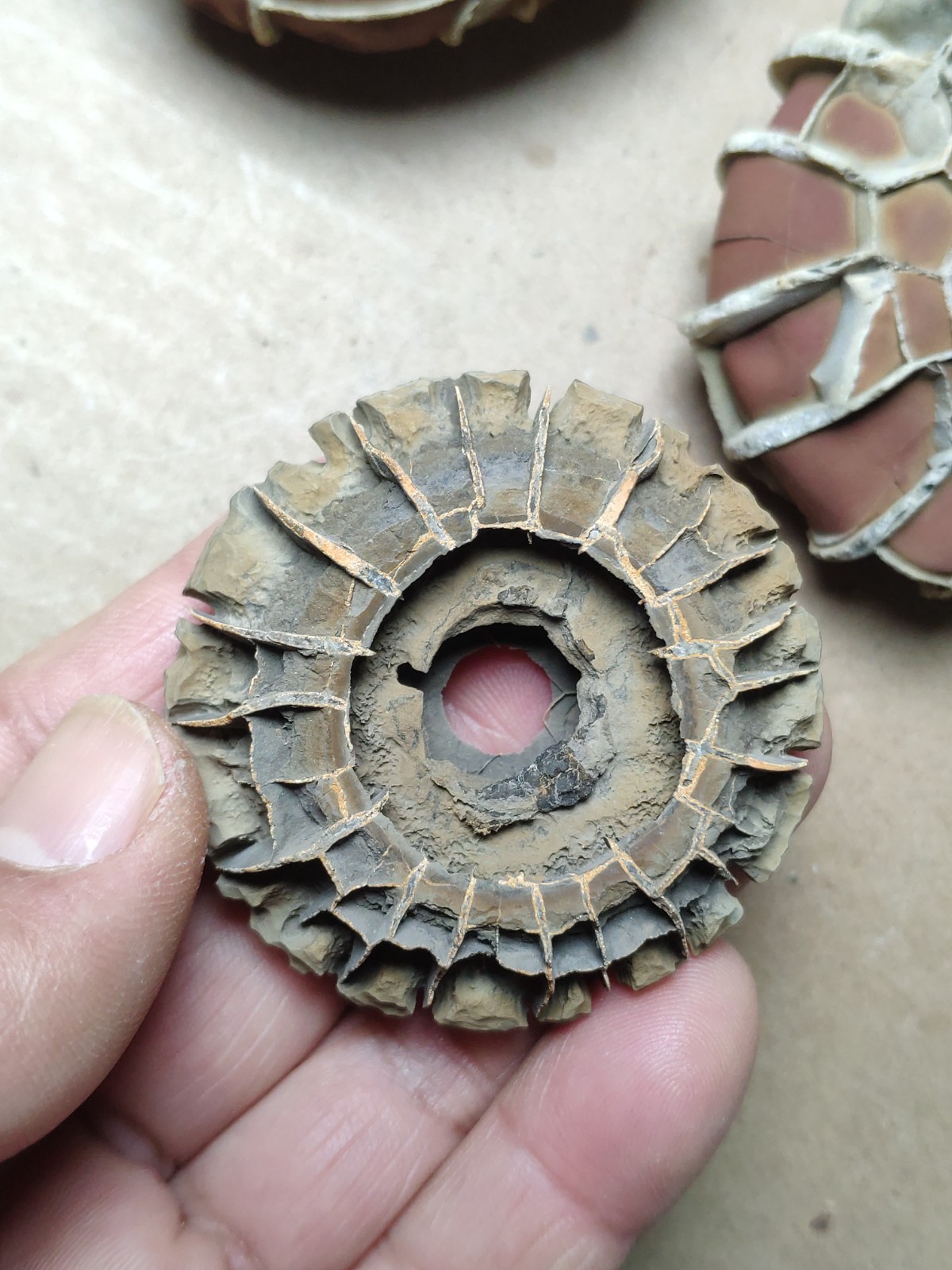 44g rare Natural tortoise back pattern stone Moire stone Specimen