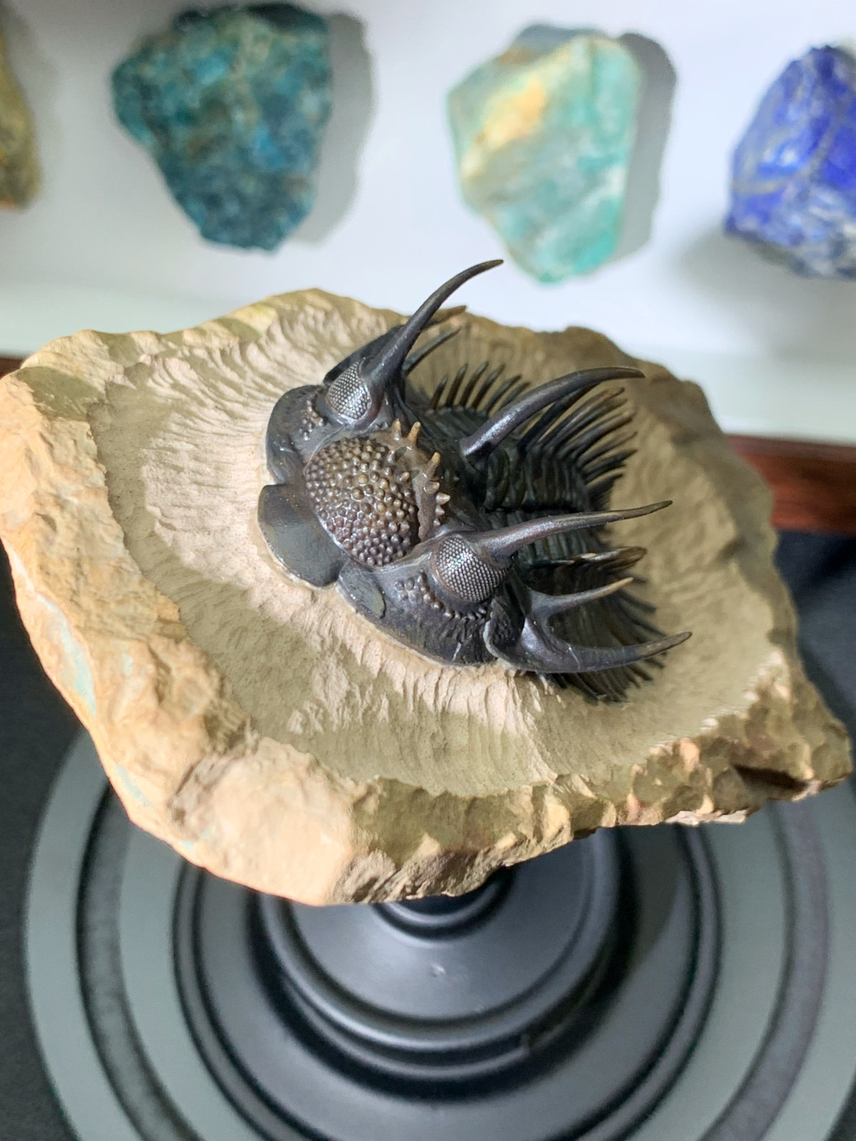 1:1 Comura Bullyneki Trilobite Resin Replica, Spiny Trilobite Fossil Display