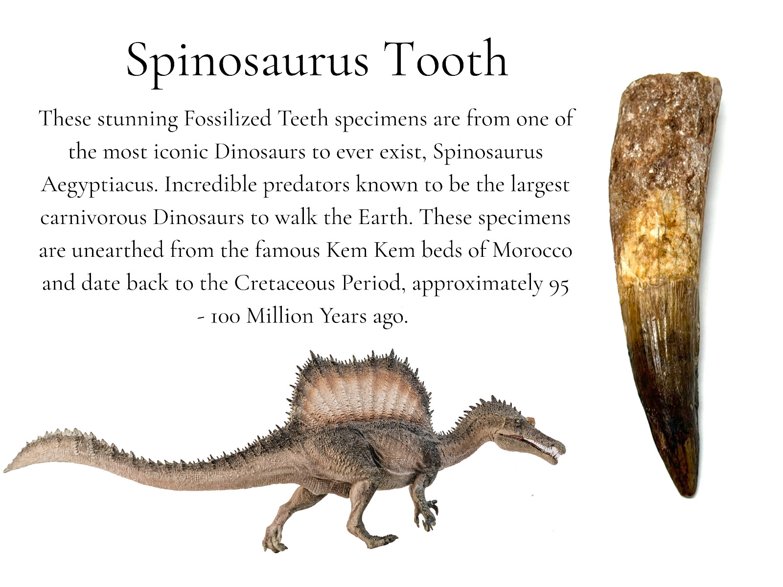 RARE Genuine Spinosaurus Dinosaur Tooth Fossils With Display Stand – Choose Size