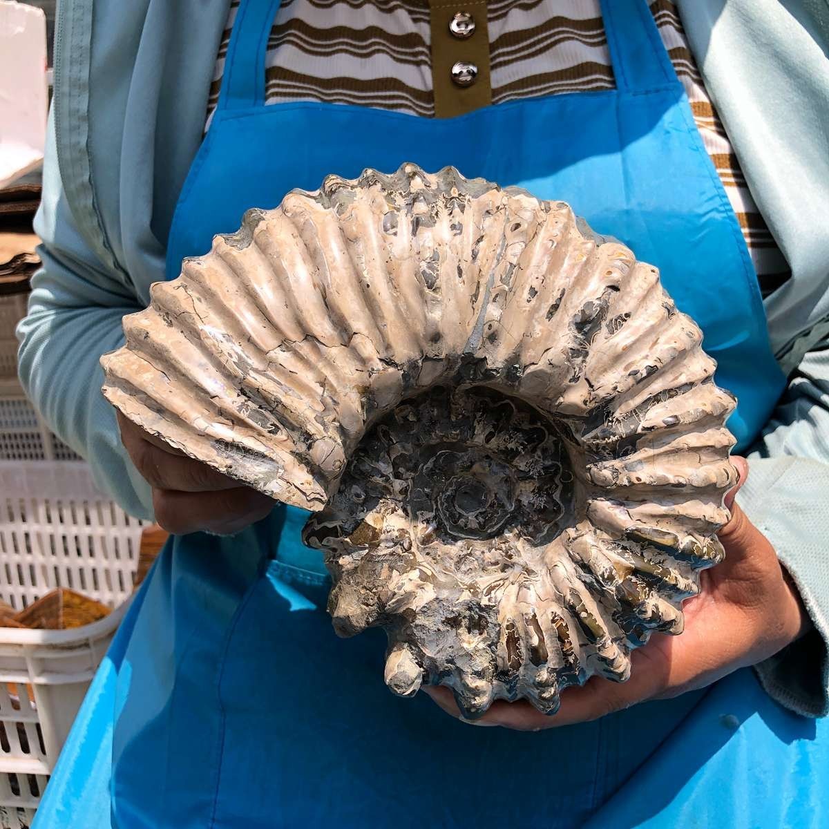 7.12LB Natural Beautiful Ammonite Fossil Conch Crystal Specimen Healing 5403