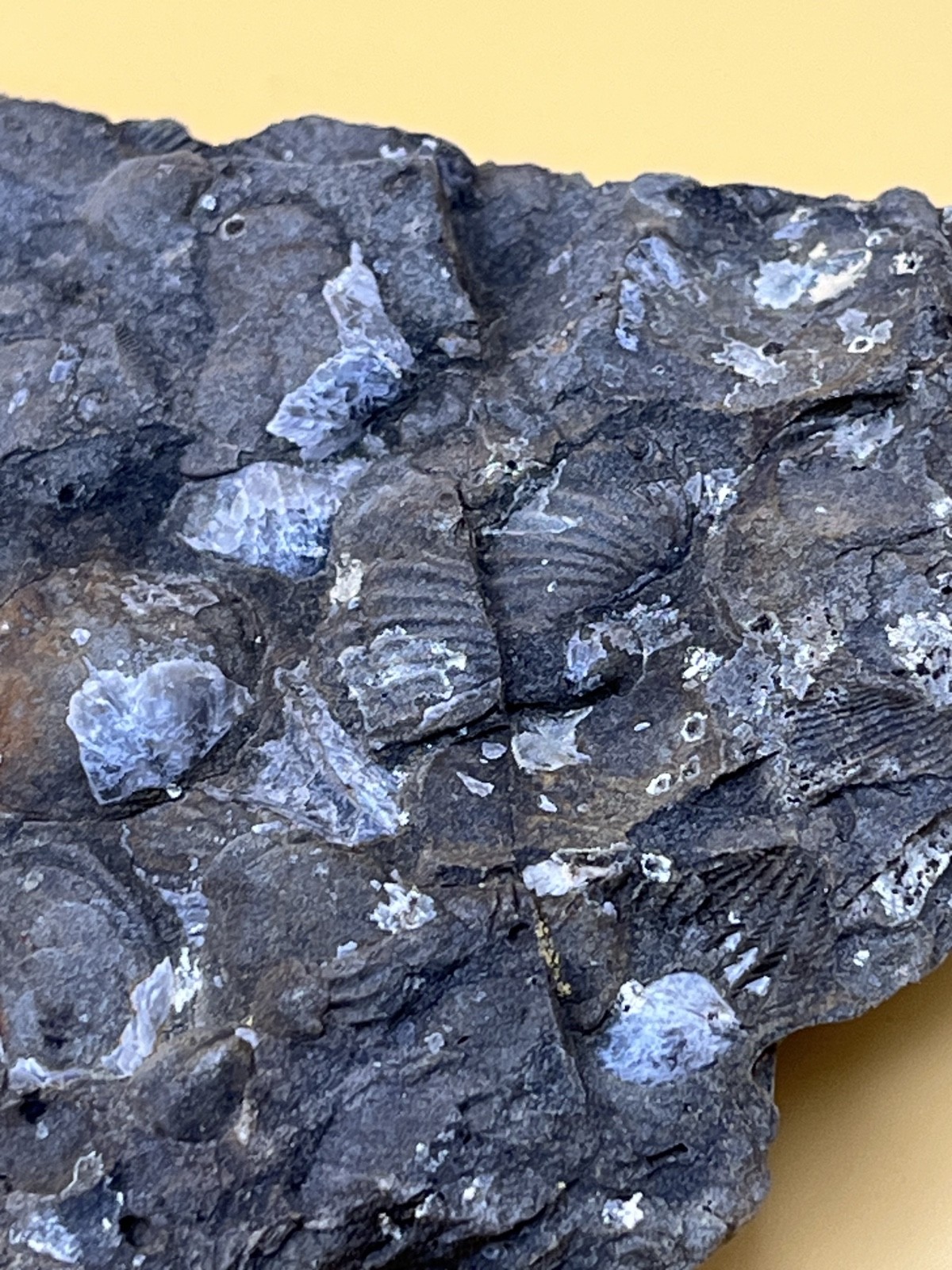Stone with Dozens of Brachiopod/Scollop Sea Shell Fossils