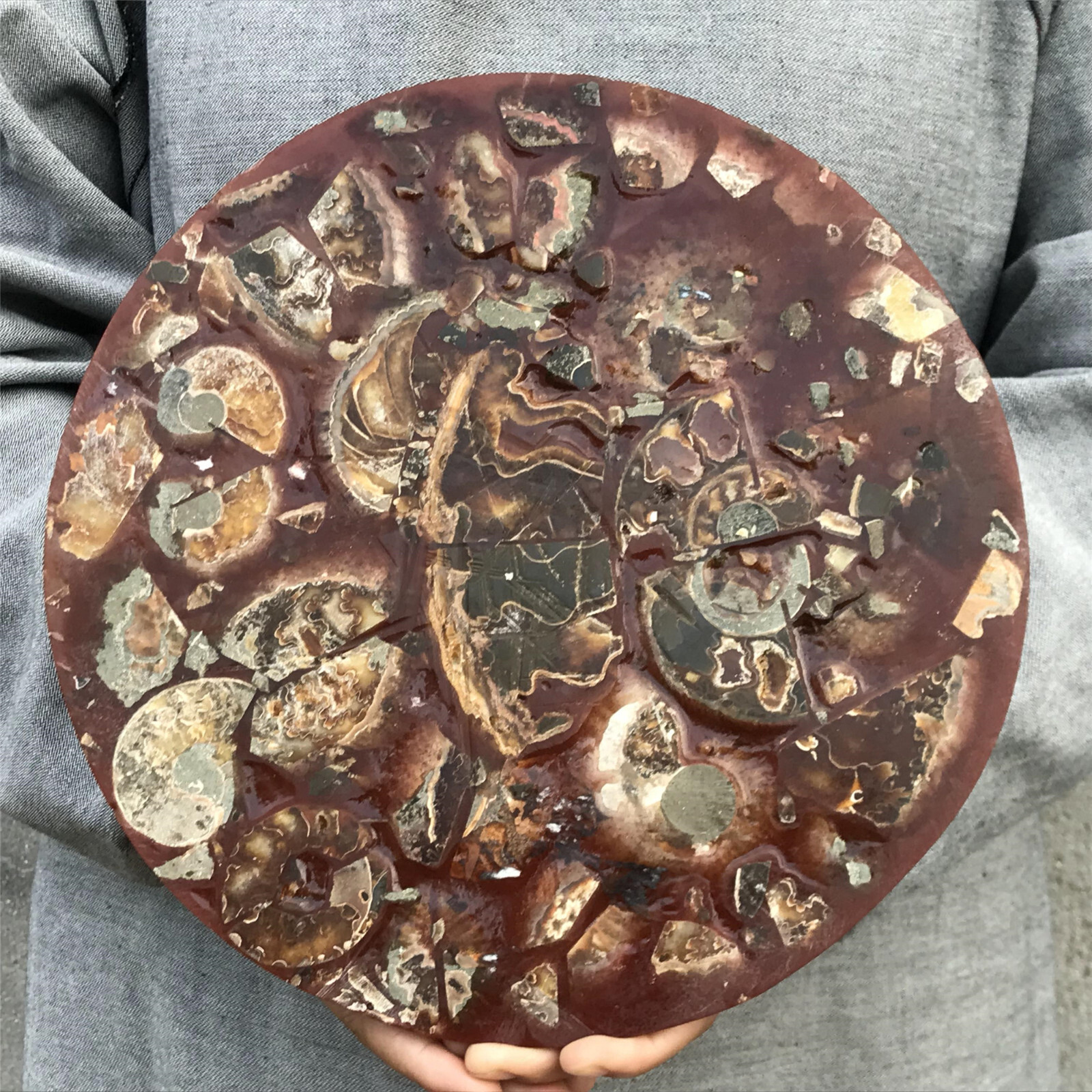 710g Natural Ammonite Disk Fossil Conch Specimen Crystal Healing Reiki