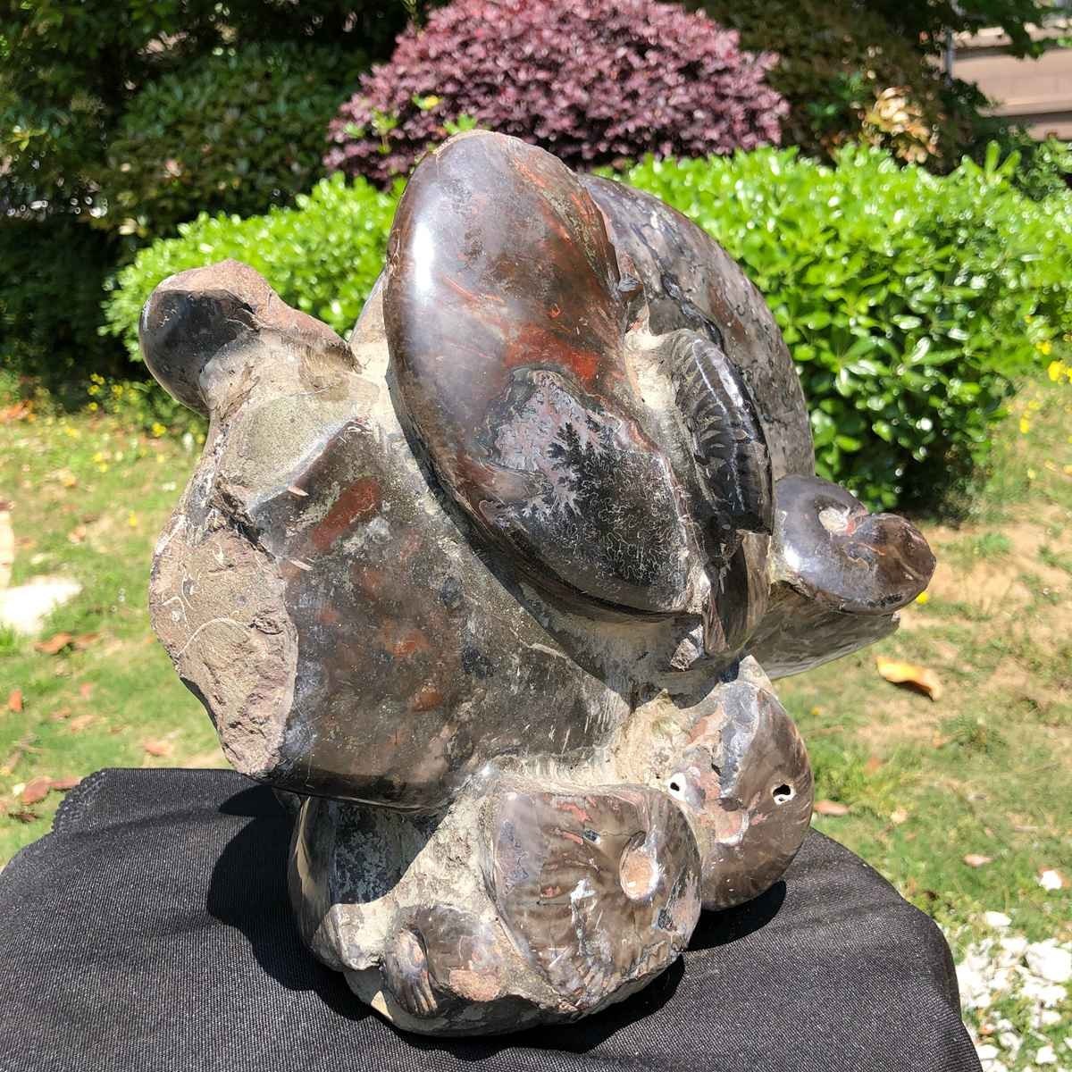 18.15LB Natural Beautiful Ammonite Fossil Conch Crystal Specimen Healing 5101