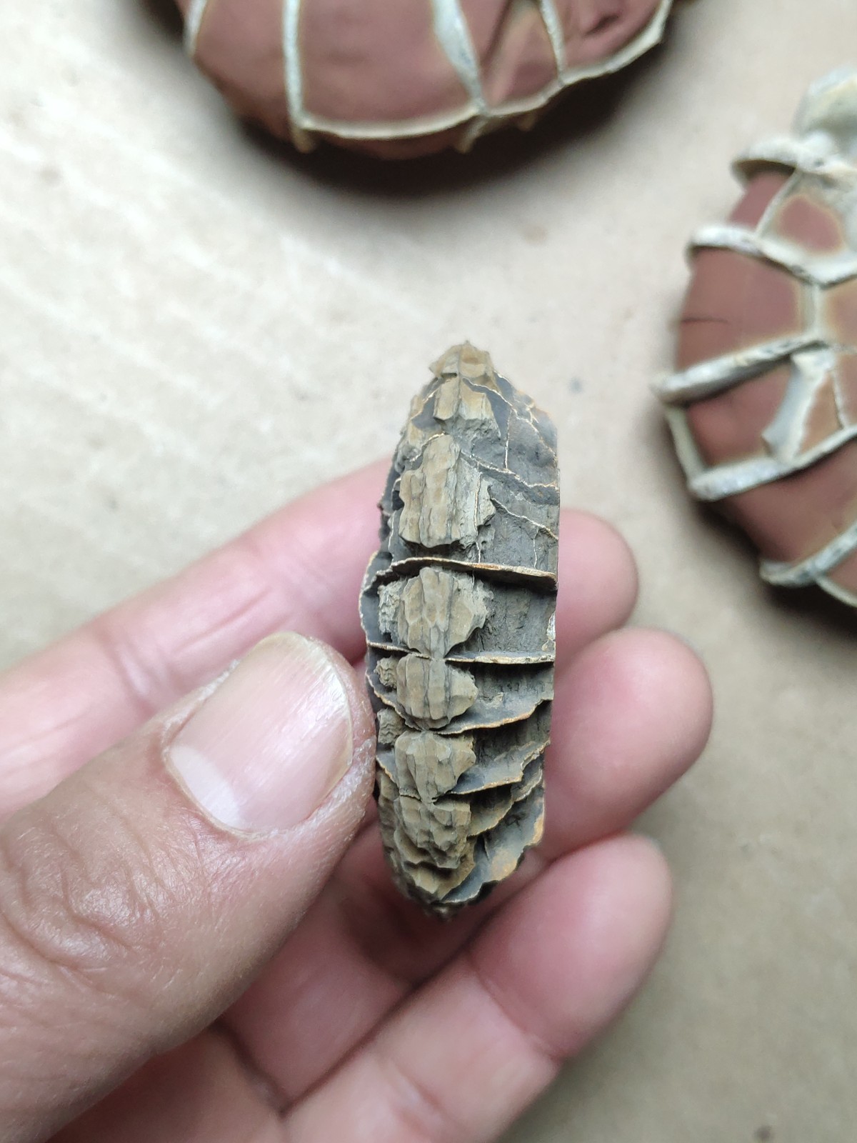 44g rare Natural tortoise back pattern stone Moire stone Specimen