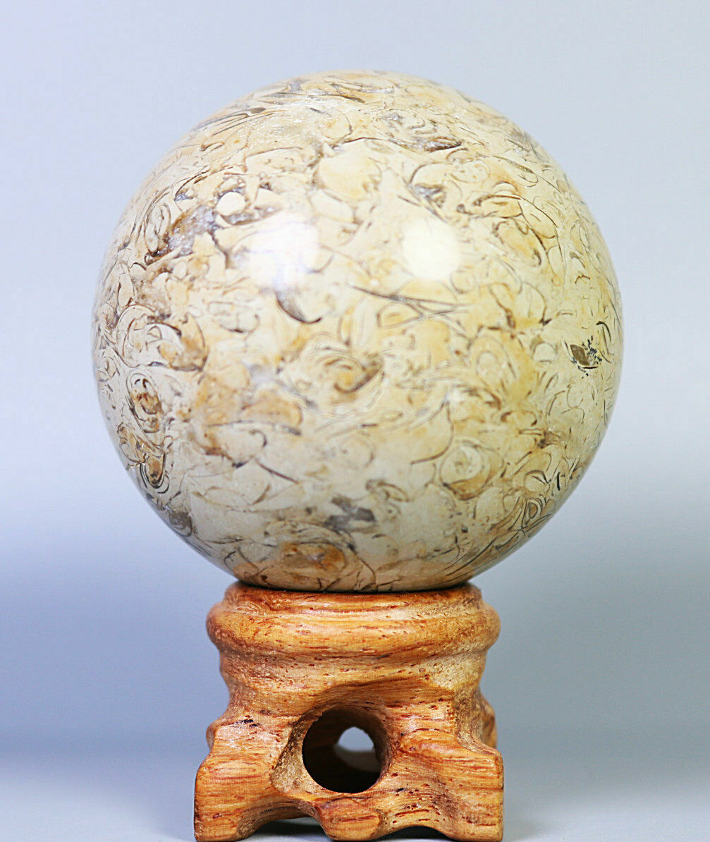 Natural Shell Fossil Quartz Crystal Sphere Ball Stone Healing Mineral Specimen