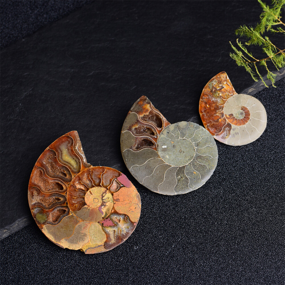 2pc Half Cut Natural Ammonite Shell Fossil Specimen Madagascar Collection Gem