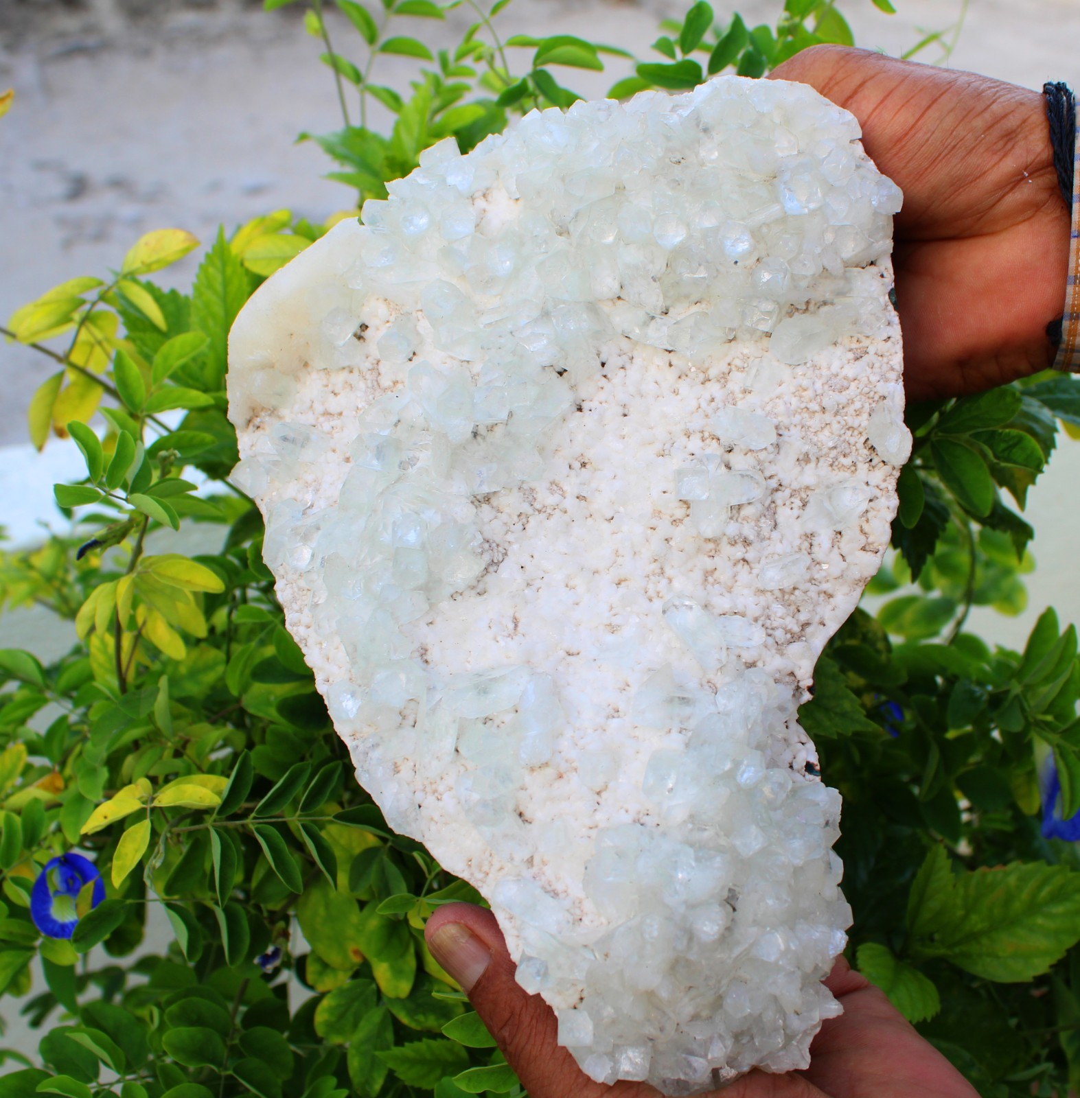Green Apophyllite Crystals Format On Matrix Minerals Specimen