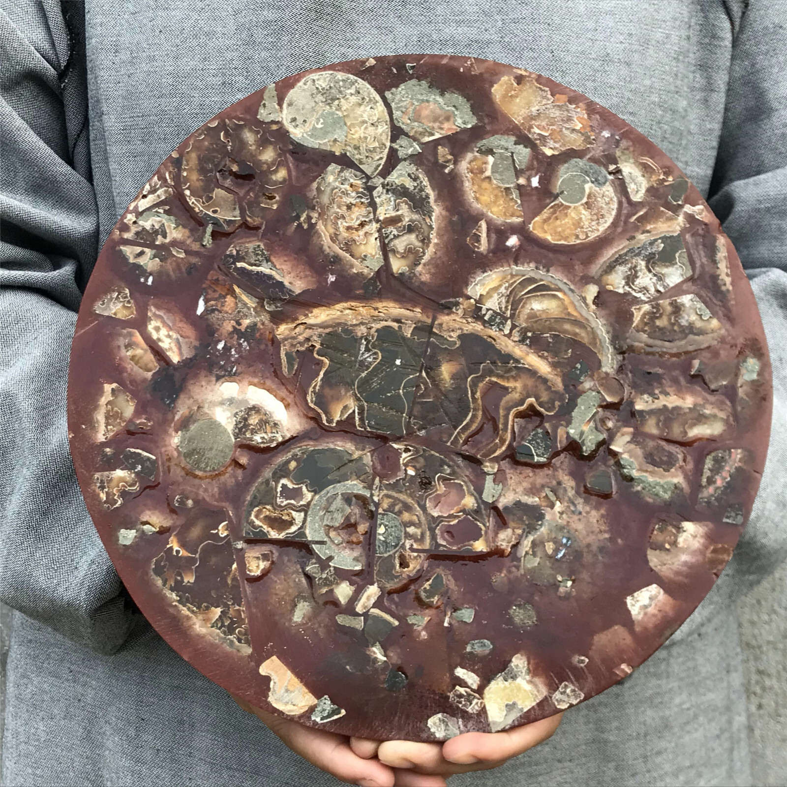 710g Natural Ammonite Disk Fossil Conch Specimen Crystal Healing Reiki