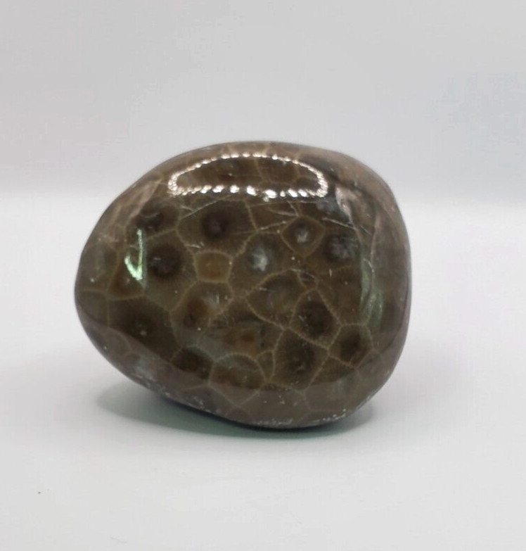 Natural Michigan Petoskey Stone with Polished Side 2-1/2×2-1/4×1-1/2 inches 161g