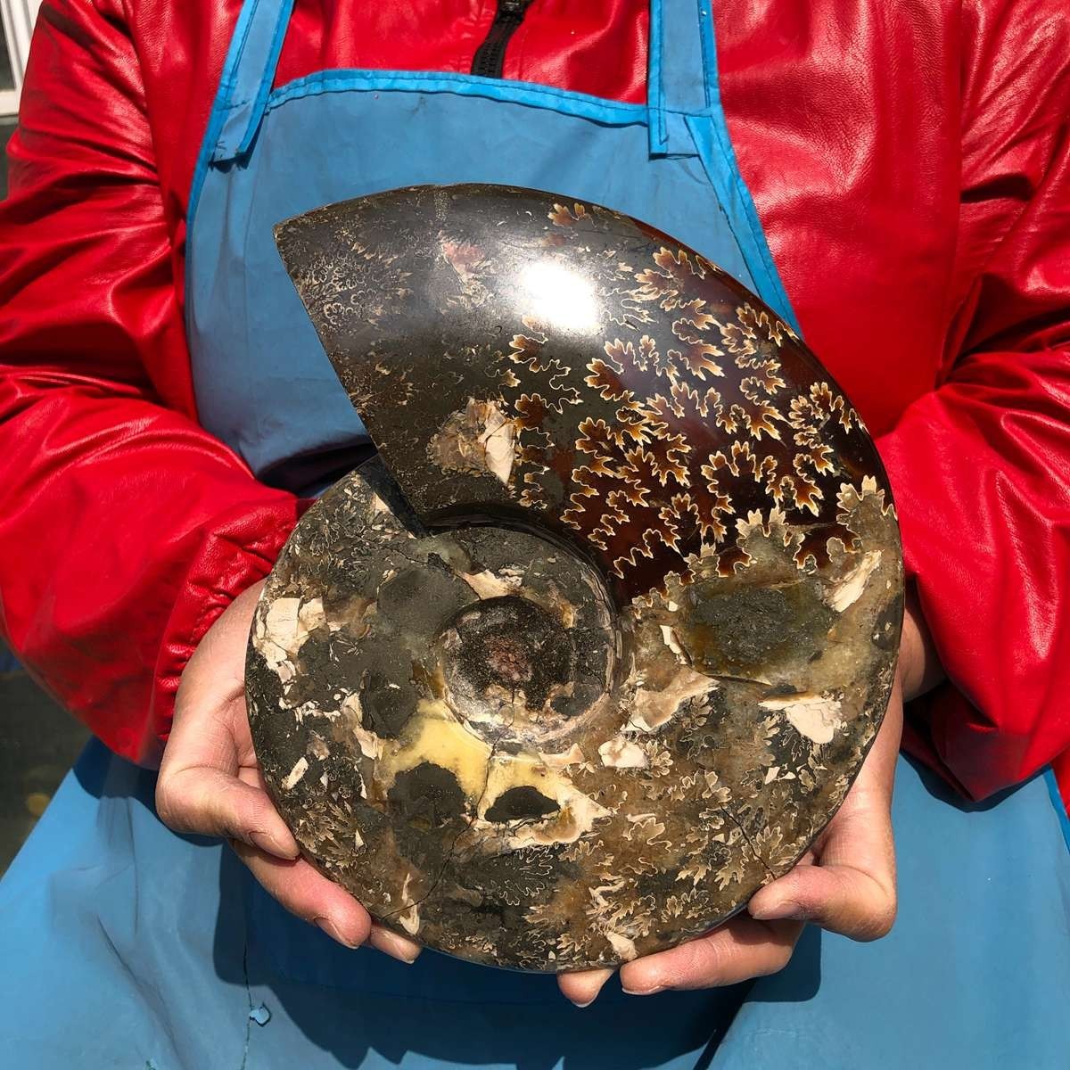 3.65LB AAA Natural Polished Ammonite Fossil with Suture Detail healing
