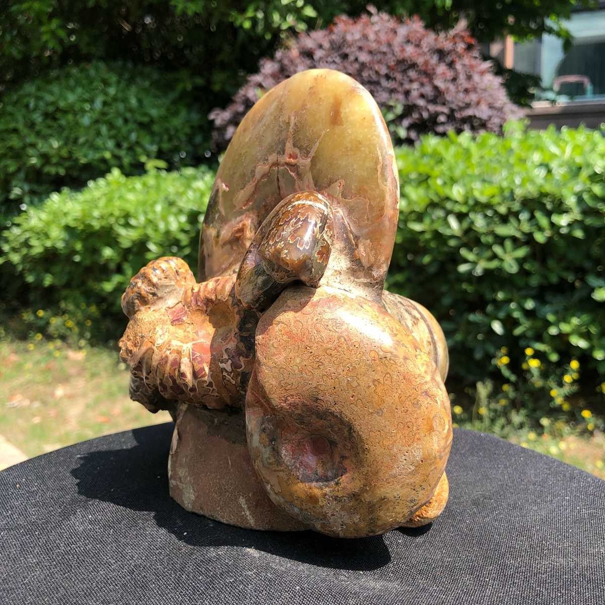 5.08LB Rarem Natural Tentacle Ammonite Fossil Specimen Shell Healing Madagas