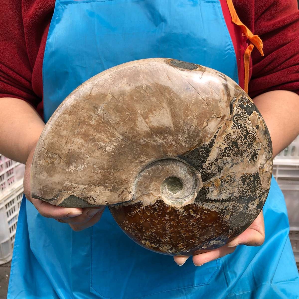 5.14LB Large Natural Beautiful Ammonite Fossil Conch Crystal Specimen Healing