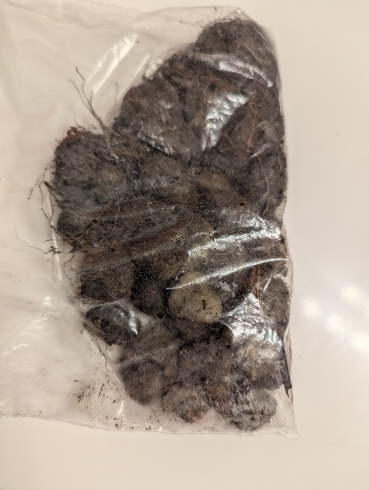 Rare Rocks & Dirt From Seattle U District Rooming House History – Bundy-TCC-Odd