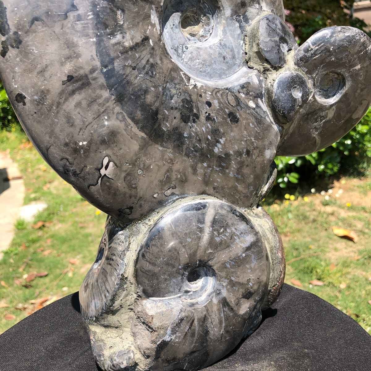 13.28LB Rarem Natural Tentacle Ammonite Fossil Specimen Shell Healing Madagas