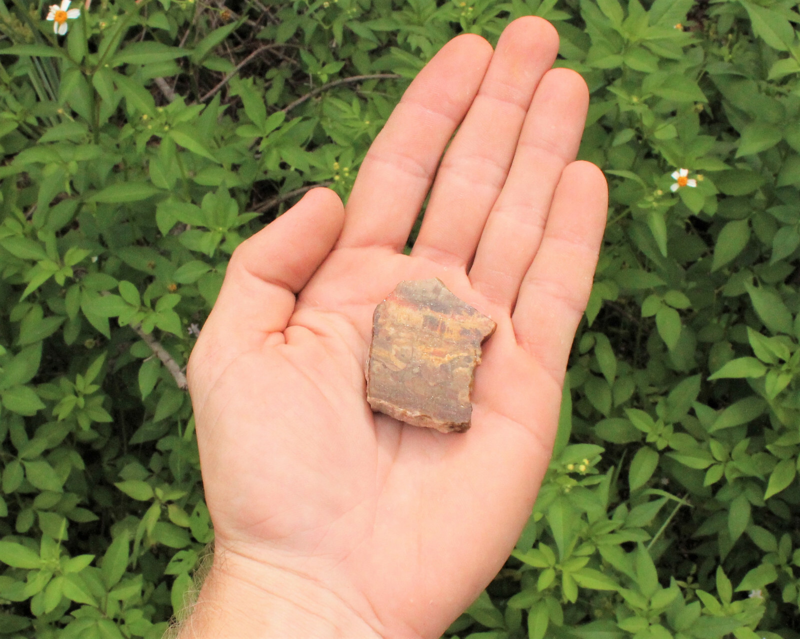 Rough Petrified Wood: Choose How Many Pieces (Natural Raw Fossilized Wood)