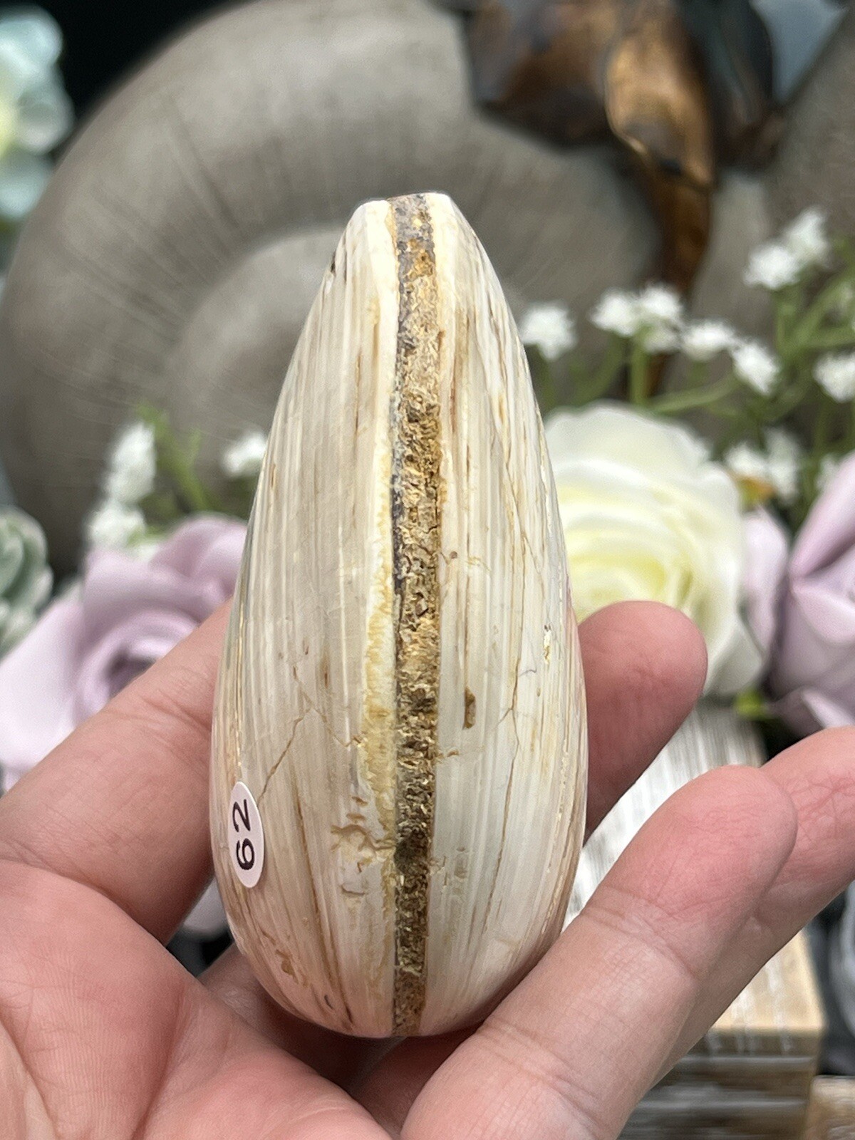 Natural Fossilized Polished Clam Shells from Madagascar Free ship & Gift