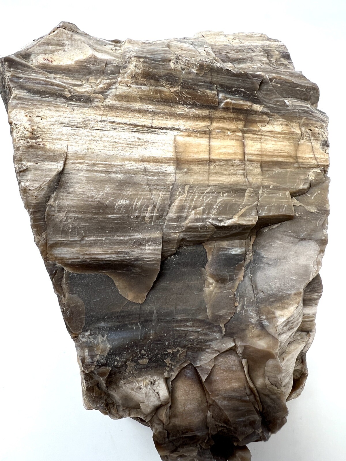 Loose Natural Stone – United States: Raw Petrified Wood 5lb 1oz RARE SPECIMEN