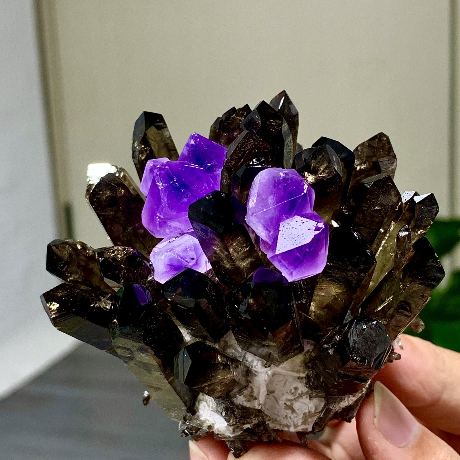 290G New Find black+purple Phantom Quartz Crystal Cluster Mineral Specimen