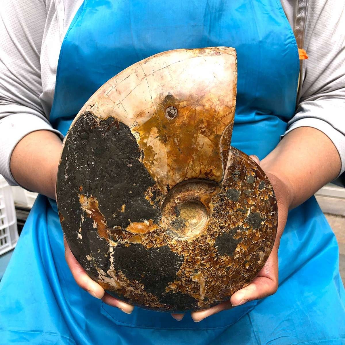 4.99LB Rare! Natural Tentacle Ammonite Specimen Healing Madagascar