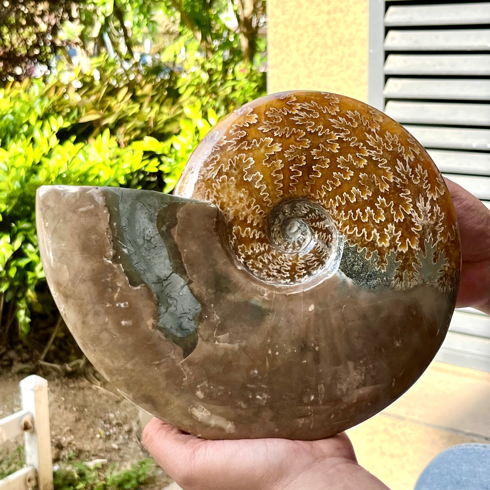Ammonite Fossil Specimen Polished Spiral Shell Home Decor 6.4 lb
