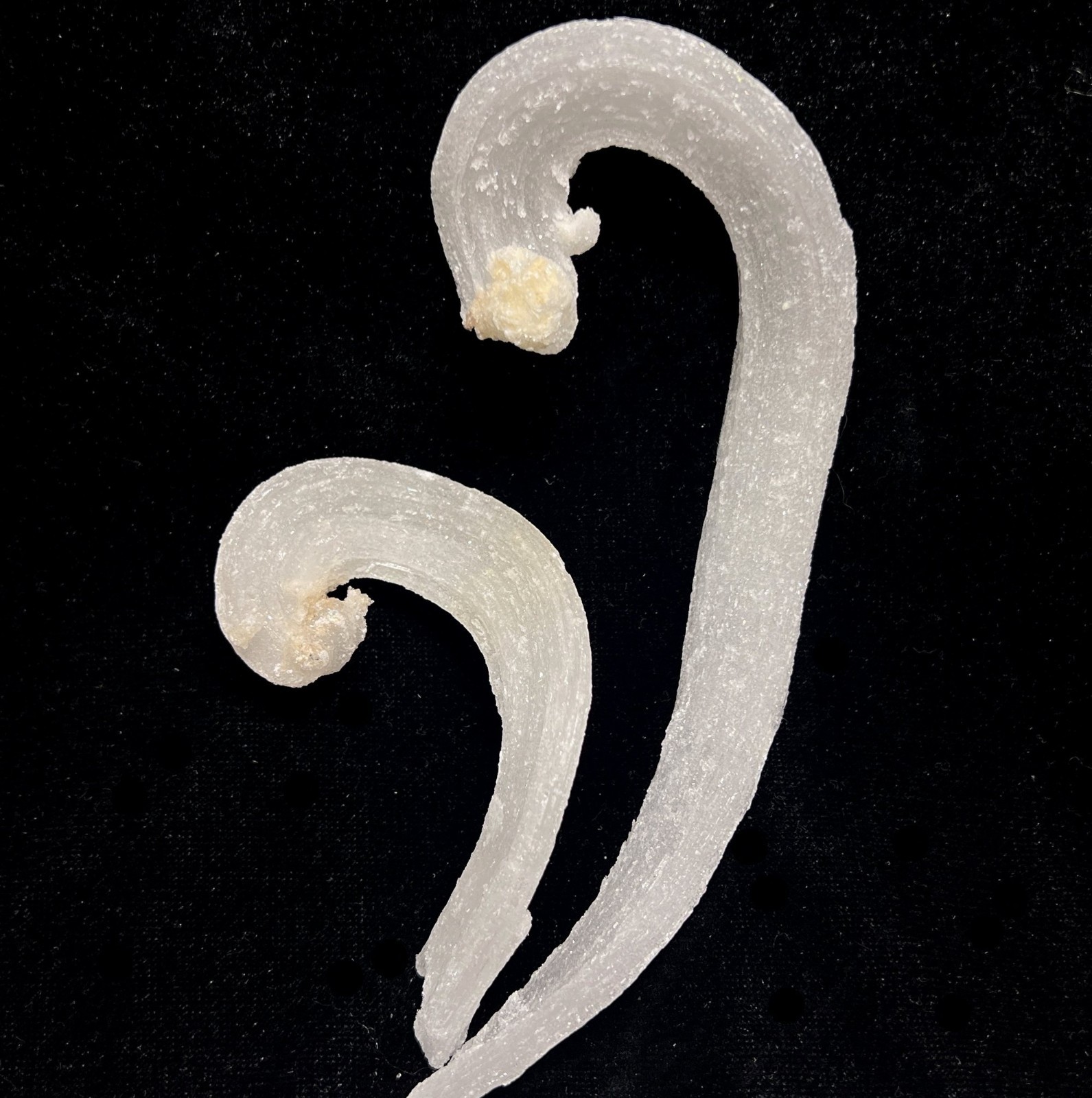 2pcs ‘Ram’s Horn’ shape Selenite (Gypsum), 150mm & 87mm,Natural Mineral Specimen