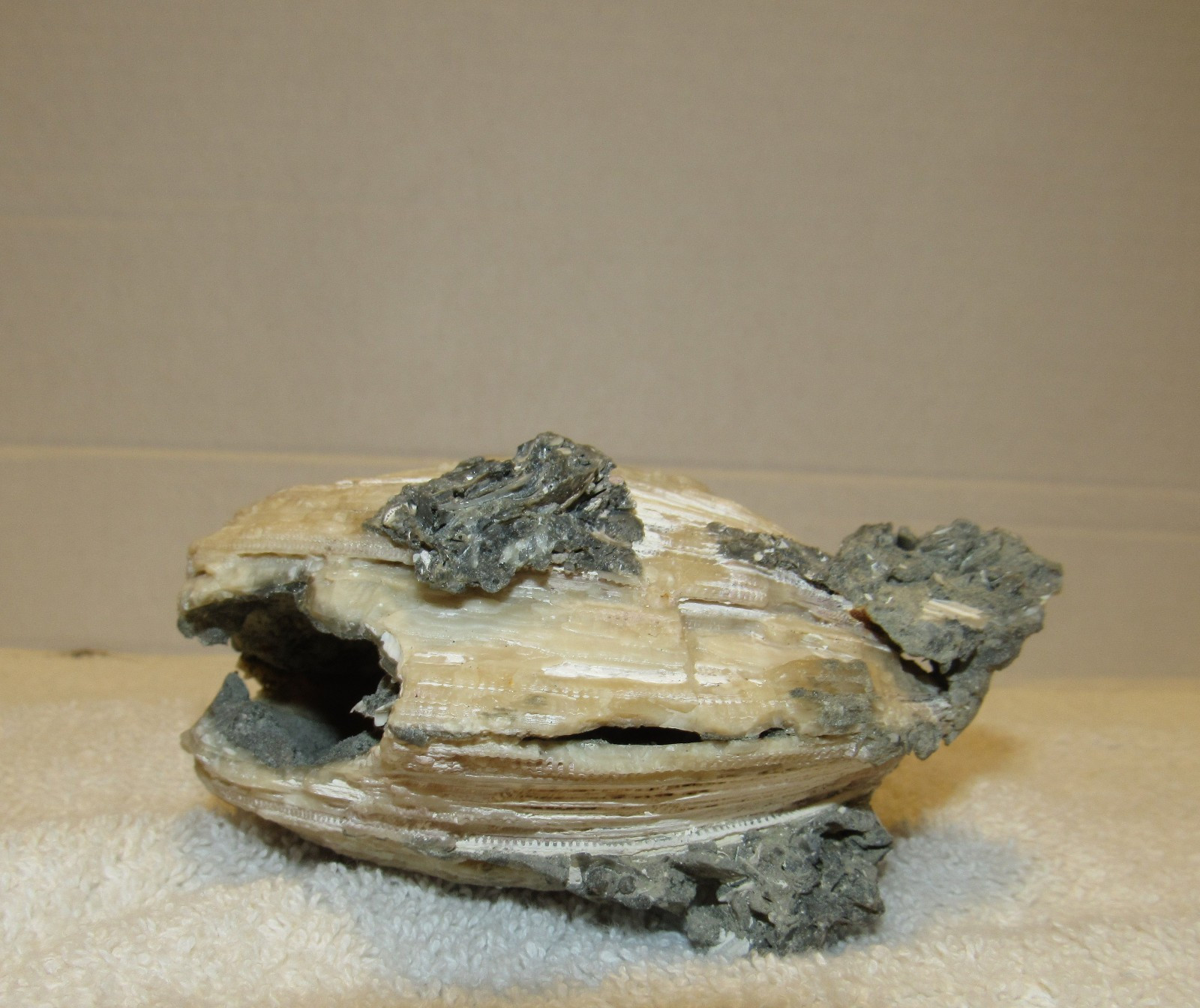 Golden Calcite Crystal Fossil Clam Shell Rucks Pit Florida