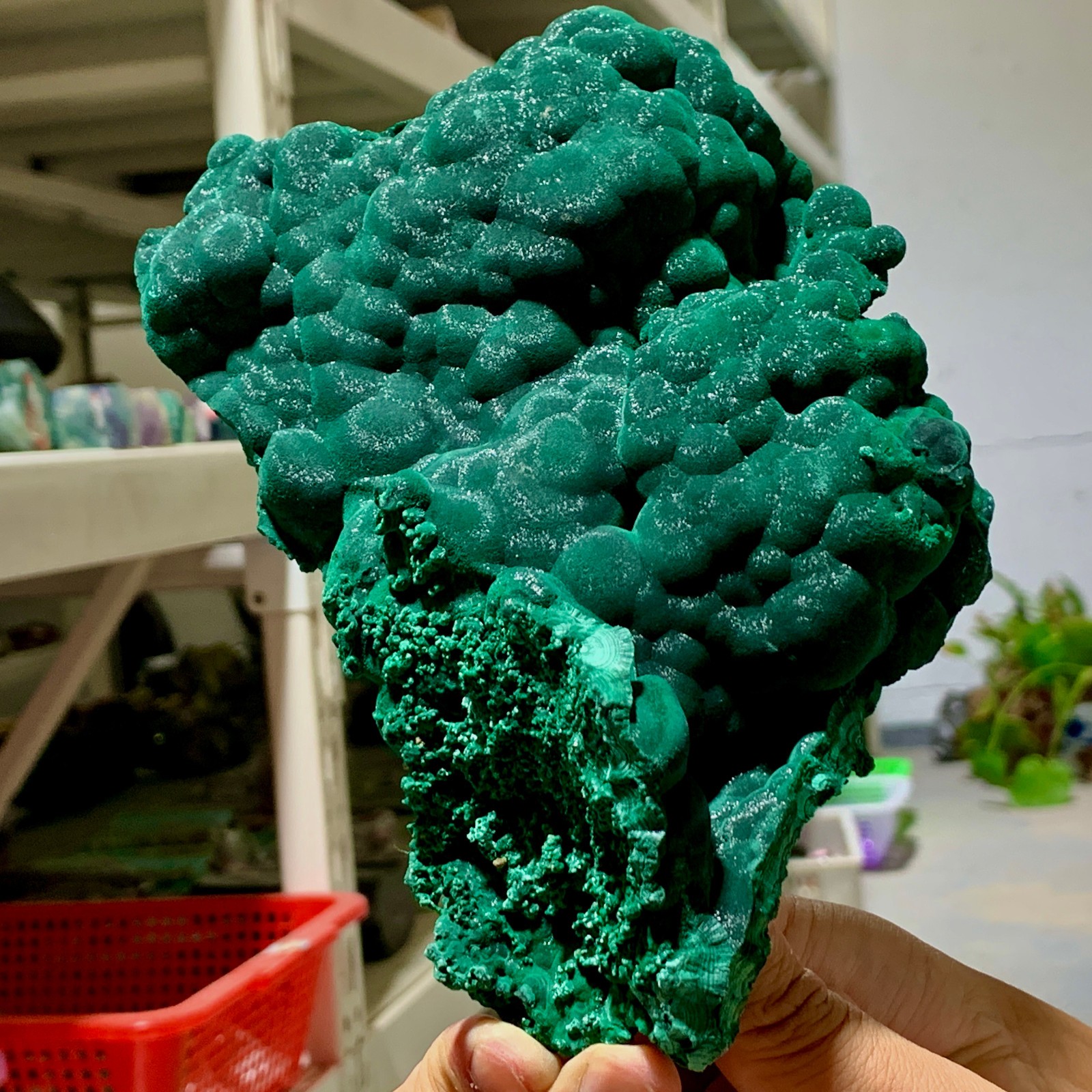 1.44LB Natural glossy malachite cat eye transparent cluster rough mineral Sample