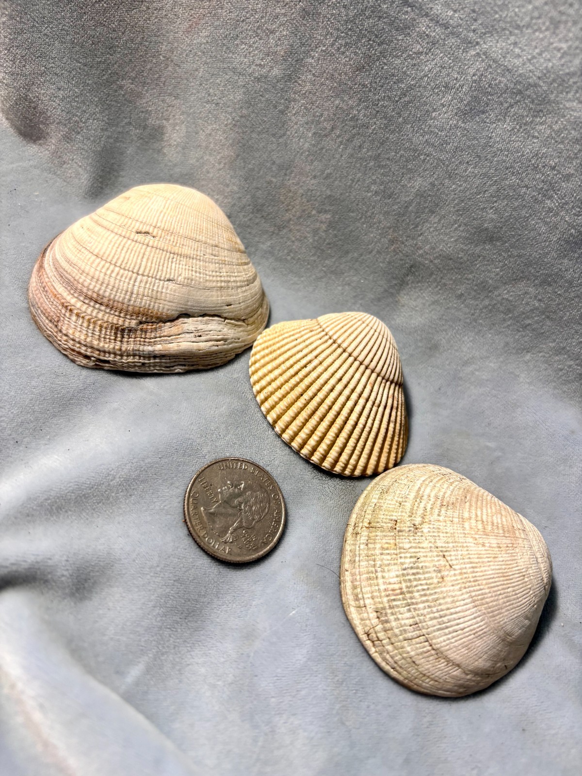 California Beach Shell Lot, Stackable Sea shells 63