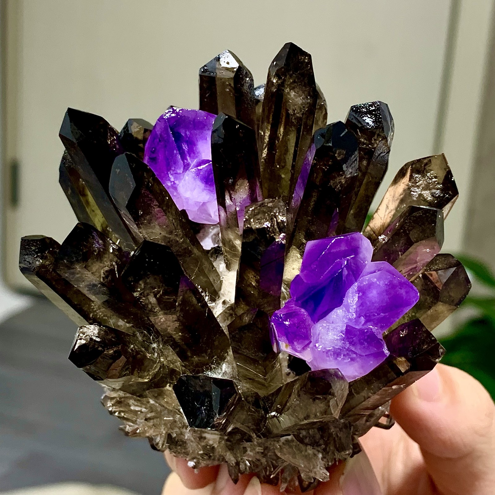 308G New Find black+purple Phantom Quartz Crystal Cluster Mineral Specimen