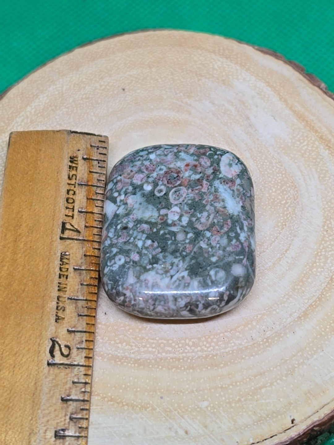 Fossil Shell Palm Stone Palmstone Flat Pocket Polished