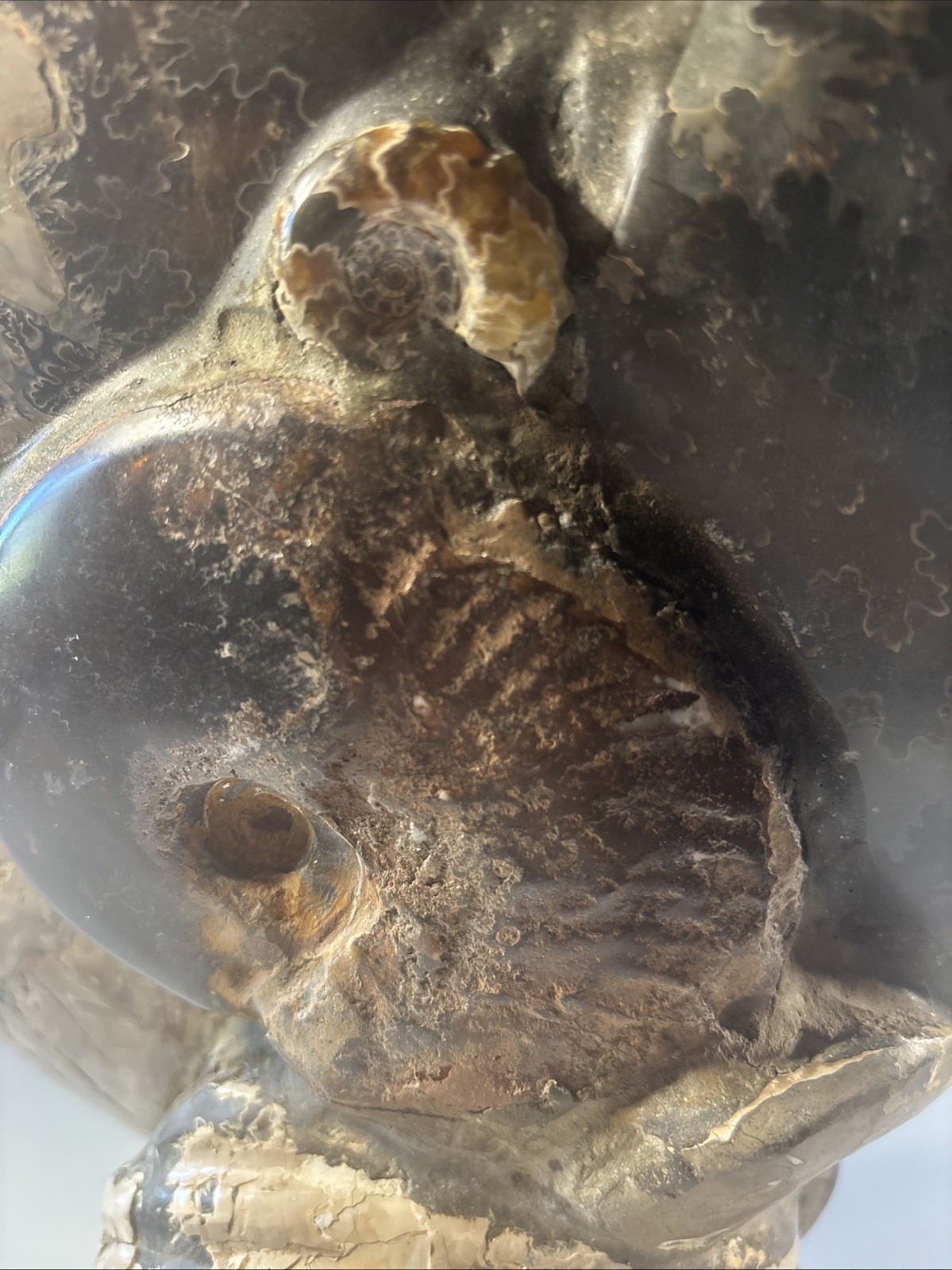 Ancient Statue Fossil Ammonite Rock Prehistoric Specimen 16lbs. Fossil1 X1