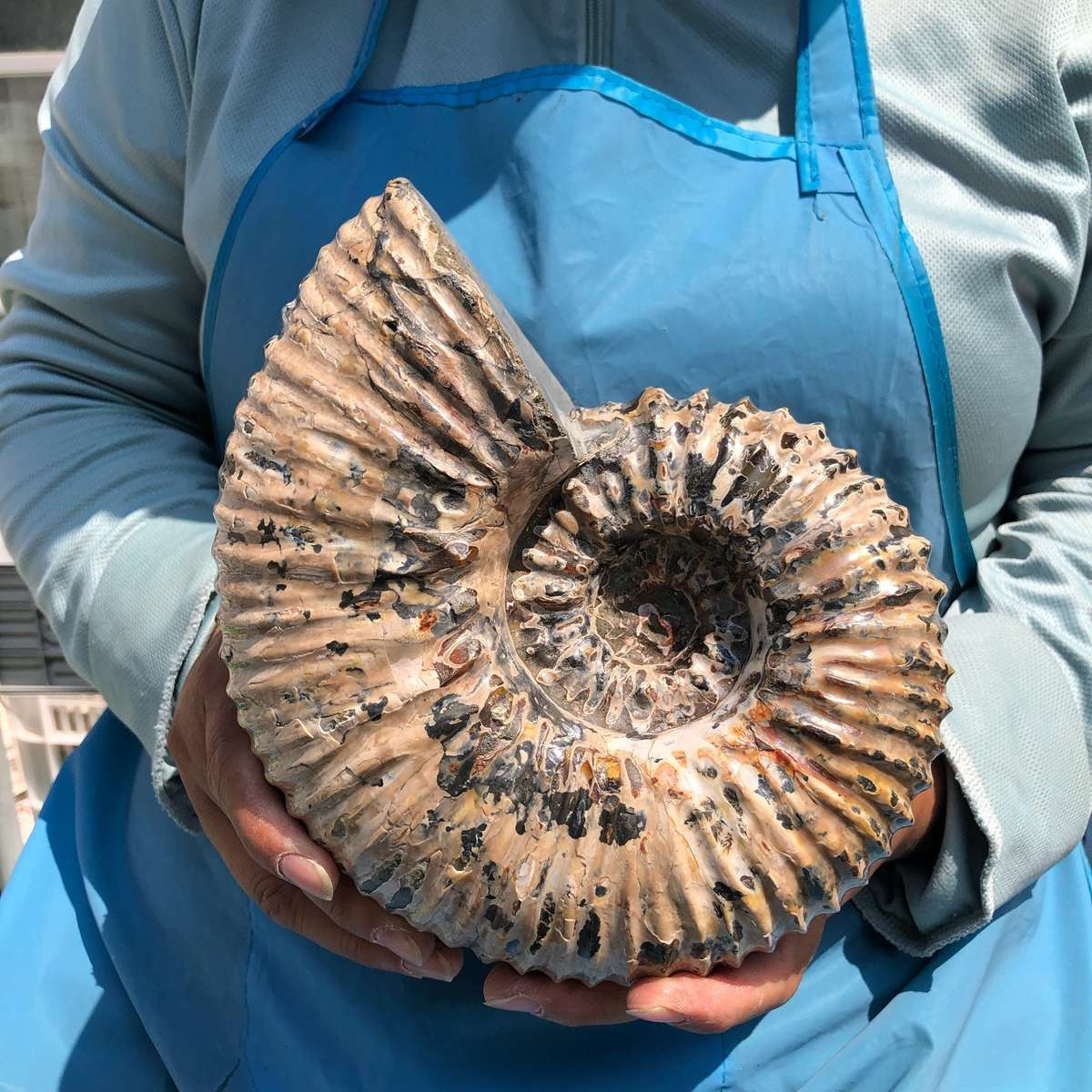 7.45LB Natural Beautiful Ammonite Fossil Conch Crystal Specimen Healing 5392