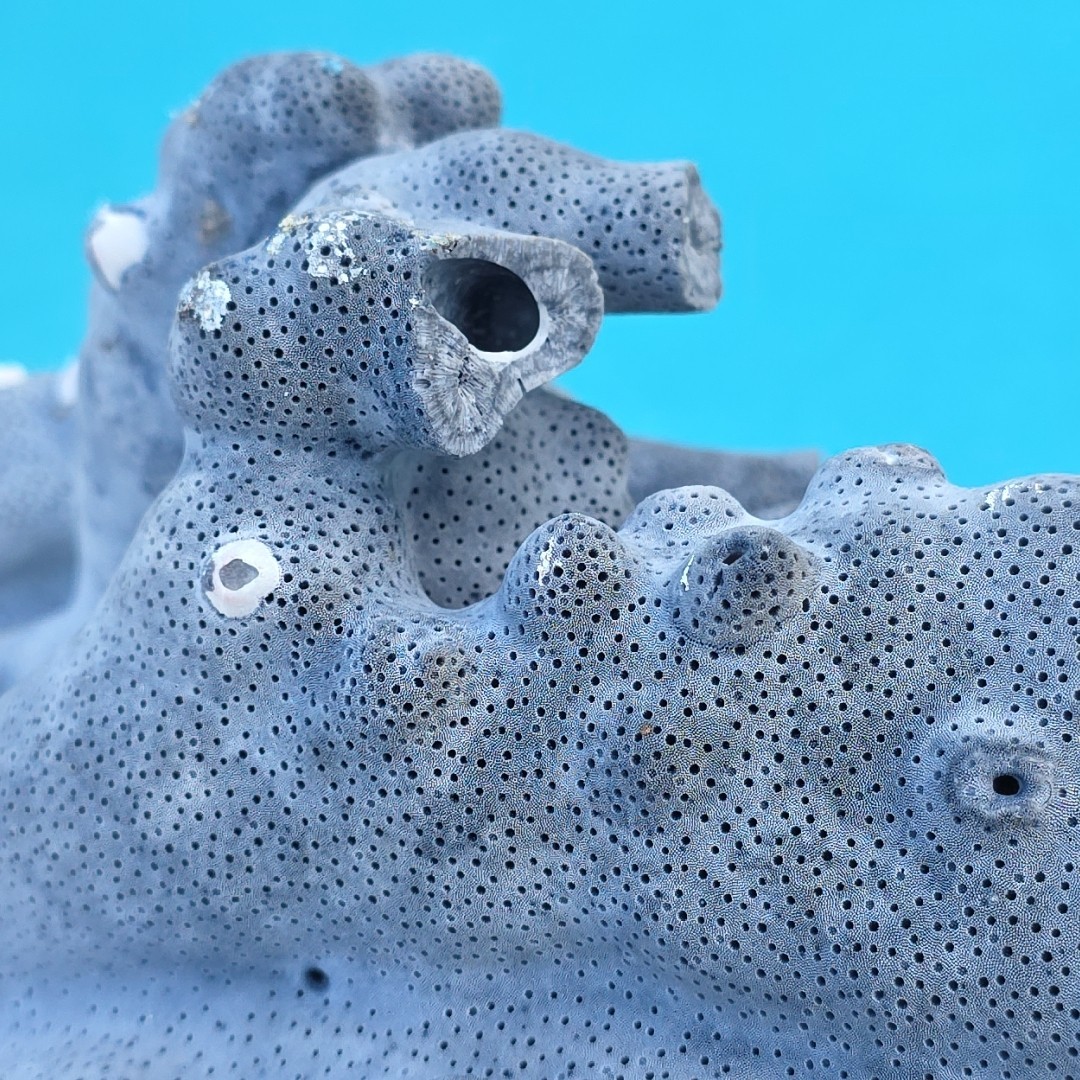 10 lb Nat Blue Coral Reef Cluster Marine Mineral Crystal Specimen Aquarium 14″