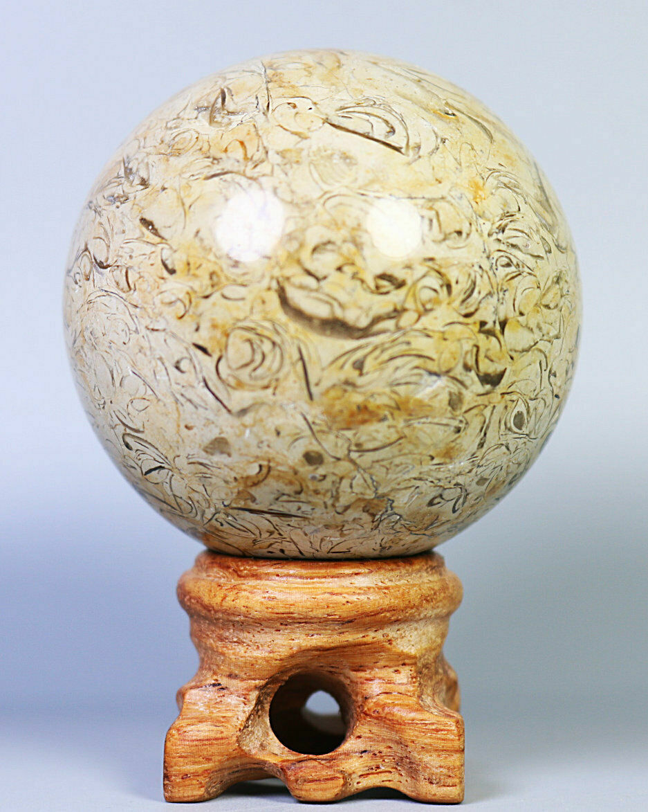 Natural Shell Fossil Quartz Crystal Sphere Ball Stone Healing Mineral Specimen