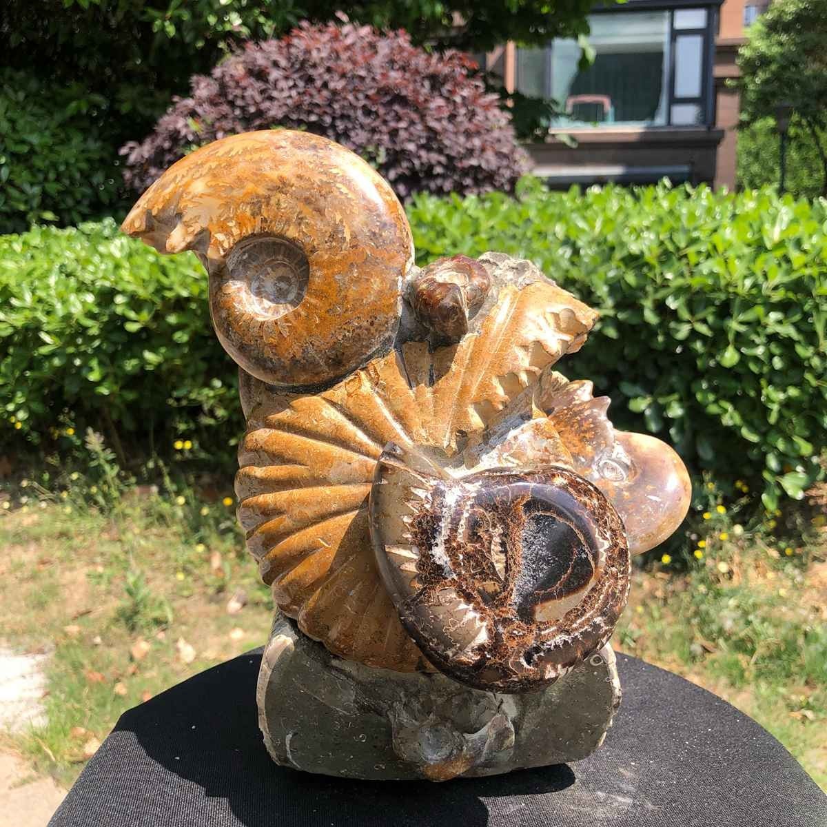 11.08LB Rarem Natural Tentacle Ammonite Fossil Specimen Shell Healing Madagas